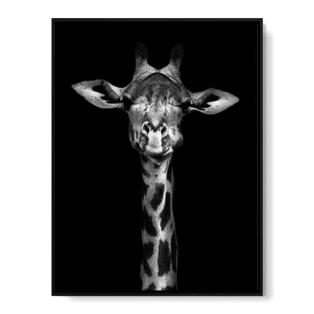 Black and White Giraffe