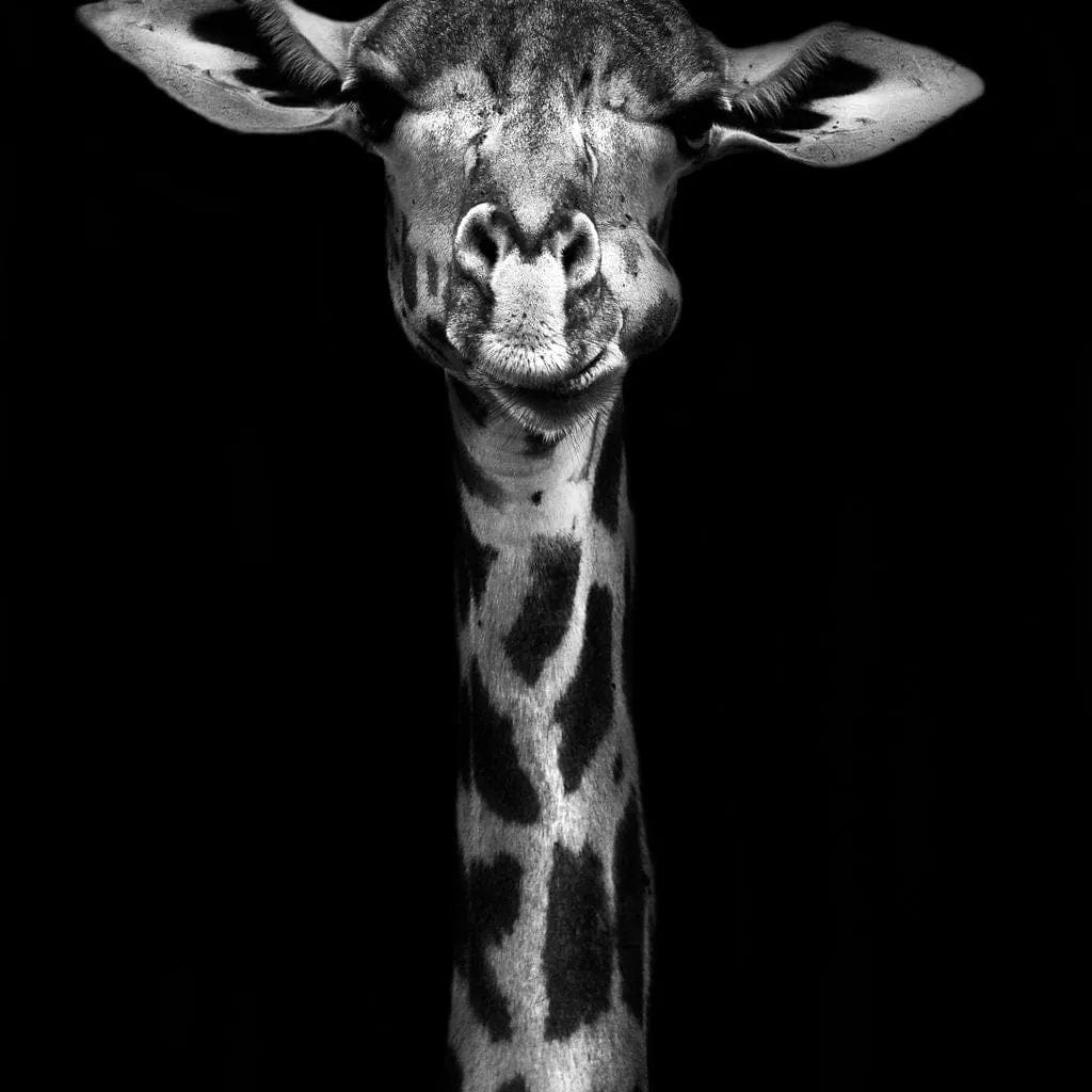 Black and White Giraffe